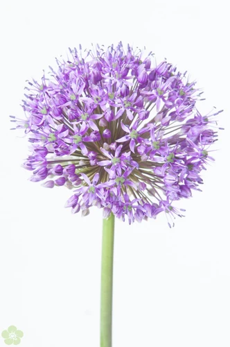 Zomerbloemen, voor extra bloemenplezier
